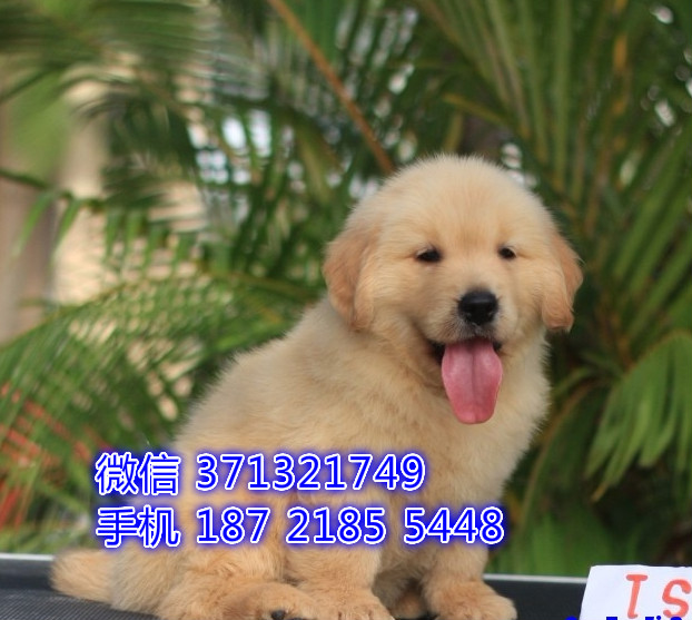 金毛犬出售狗狗，福州犬舍出售 大型犬金毛狗狗