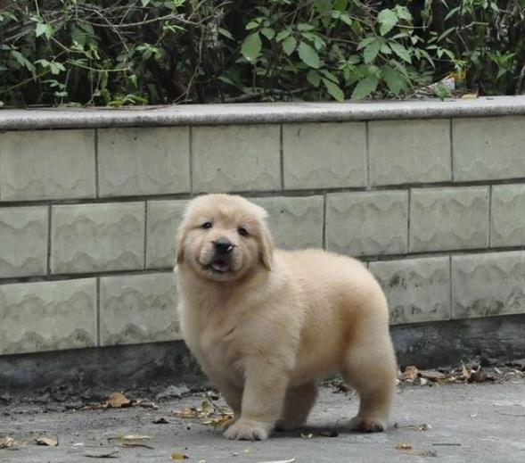 合肥犬舍出售纯种金毛犬幼犬活体宠物狗狗领养