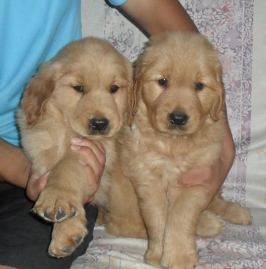 沈阳宠物狗犬舍出售纯种金毛犬狗市场在哪网上