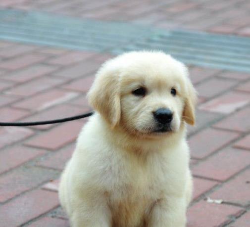 南宁犬舍出售纯种金毛犬狗市场在哪 网上有卖