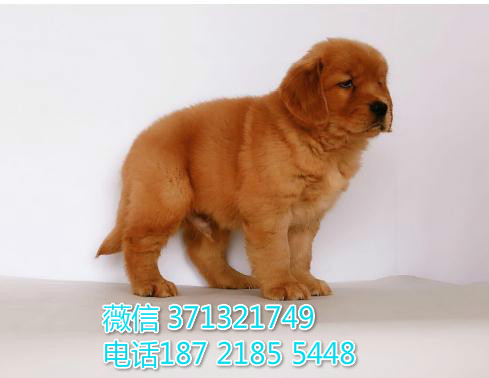 深圳狗场 金毛犬出售纯种 深圳特价宠物狗狗专卖