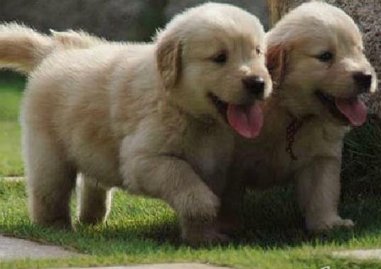 深圳宠物狗狗犬舍出售纯种金毛犬 哪里有金毛