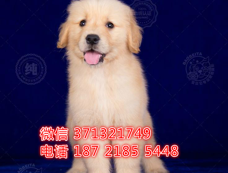 天津狗场 金毛犬出售纯种幼犬 包健康 包品质