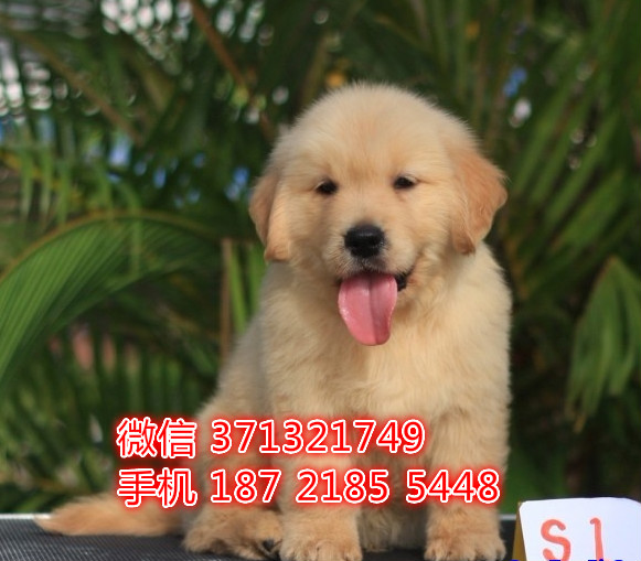 成都狗狗 金毛出售纯种幼犬成都狗场繁殖