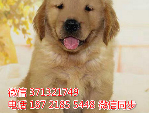 上海特惠 金毛犬出售纯种幼犬 上海出售领养狗