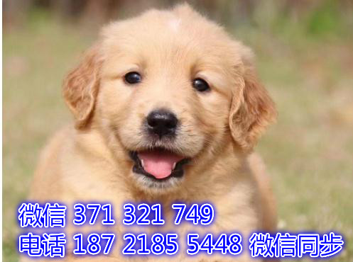 全国发货 犬舍繁殖金毛犬 出售纯种幼犬 包售后4平