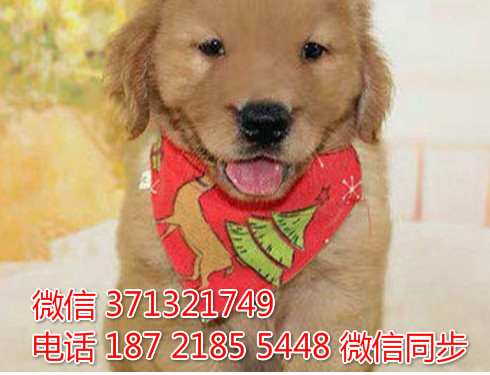 福州宠物狗狗 金毛犬出售幼犬 福州犬舍 福州