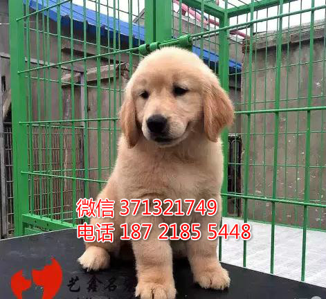成都宠物 金毛纯种幼犬 狗场繁殖 成都犬舍