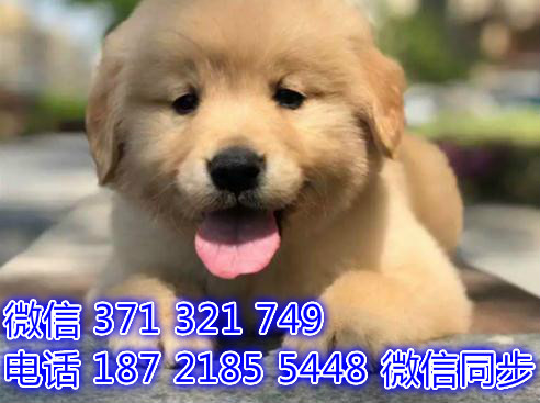 重庆宠物狗狗金毛犬出售纯种 重庆狗狗 特价促