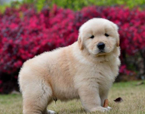 深圳哪个钱有狗场 深圳哪里买金毛健康 金毛犬