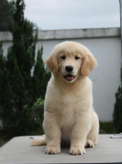 深圳宠物狗犬舍出售纯种金毛幼犬宠物狗市场在