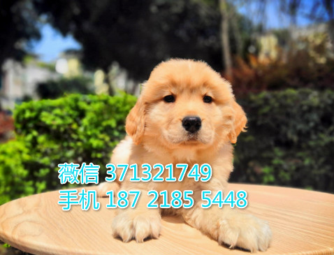 南昌宠物金毛犬出售纯种 南昌犬舍 南昌宠物哪里有