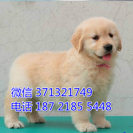 重庆宠物 金毛犬纯种幼犬出售 重庆犬舍狗场