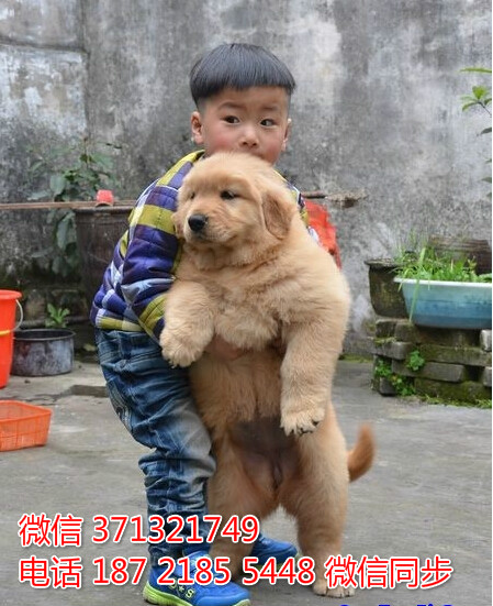 上海狗狗 出售金毛犬幼犬 上海特价宠物 特价
