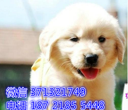 重庆特惠 金毛犬出售纯种幼犬 重庆犬舍宠物狗