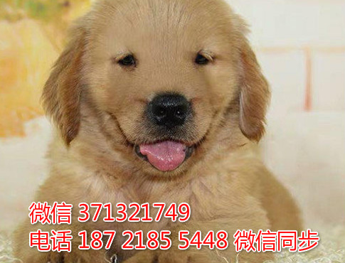 沈阳特惠 宠物 金毛犬出售 沈阳犬舍狗场在哪