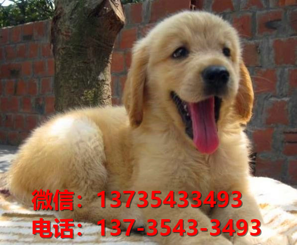 纯种金毛犬 合肥犬舍出售大头金毛寻回猎犬哪里有卖狗地方黄金猎犬 