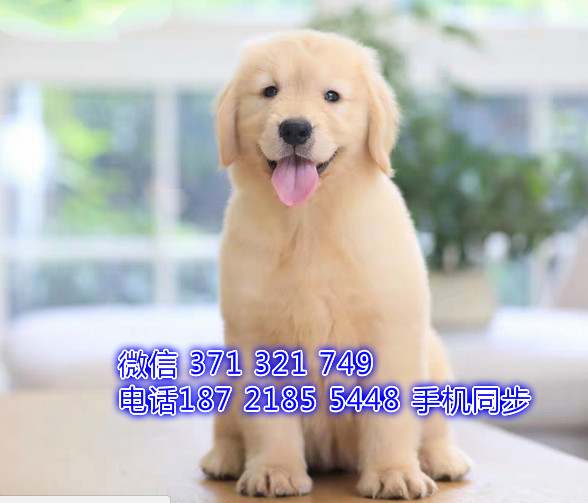 金毛犬幼犬出售纯种 狗场直销宠物 哪里有宠物狗狗缴
