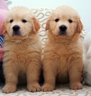 兴义买金毛 兴义买大型犬 犬场出售漂亮金毛