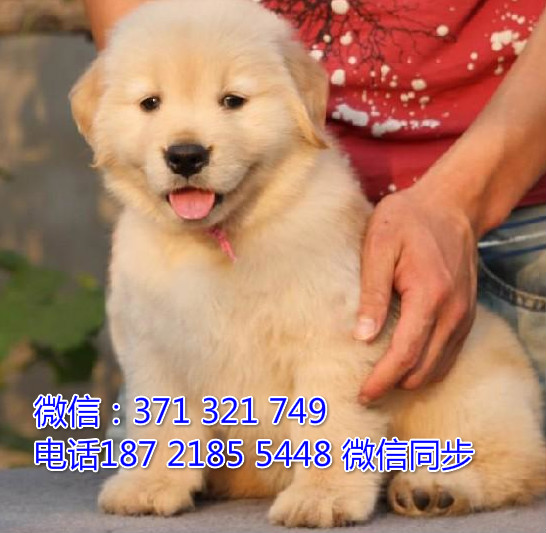 全国特惠金毛纯种幼犬 支持上门 支持空运汽运