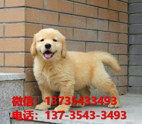 合肥犬舍出售纯种金毛犬 大头金毛幼犬 黄金猎