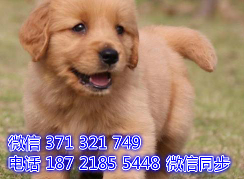 深圳宠物狗狗金毛出售幼犬 全国可以发货潘