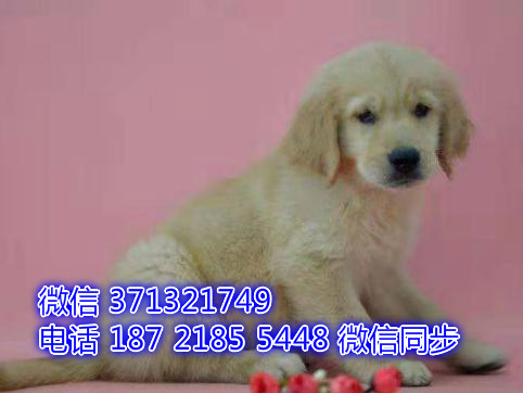 特价金毛出售纯种幼犬 专业繁殖专业发货 可上门看操