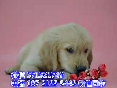 特价金毛出售纯种幼犬 专业繁殖专业发货 可上门看涂