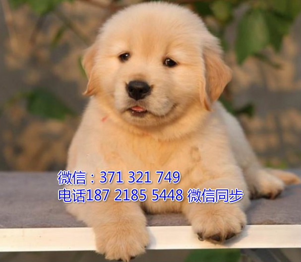 全国特惠金毛纯种幼犬 支持上门 支持空运汽运 包健康腔