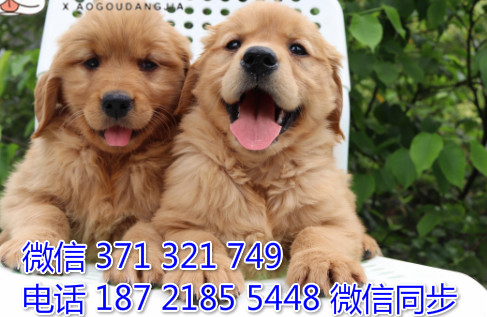 犬舍金毛纯种幼犬出售 犬舍直金毛 犬舍狗场宠物狗拼