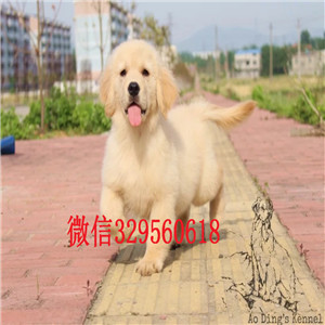  娄底哪里能买到纯种金毛犬金毛一只多少钱正