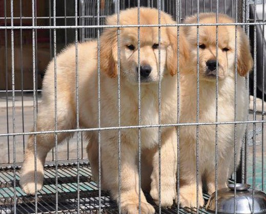 江川县买狗 江川县买金毛 云南养狗场出售纯种