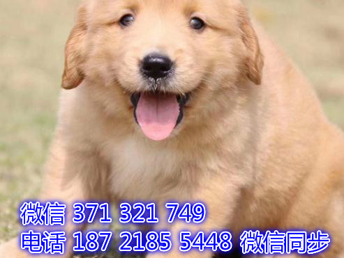 宠物市场 哪里有宠物金毛犬，精品小型中型大型犬狗狗自