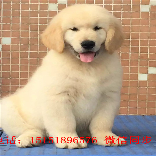 扬州金毛多少钱 扬州金毛犬舍 扬州金毛交易市