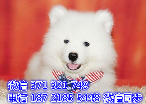 金毛宠物买卖 宠物市场 宠物狗狗图片宠物网紫