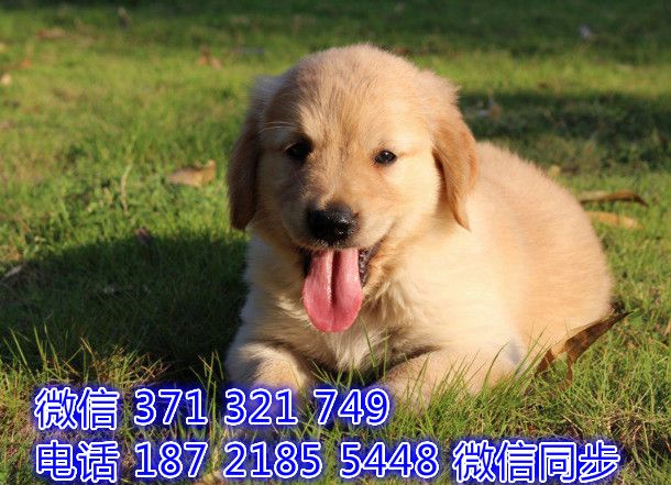 犬舍直销，哪里有宠物金毛，精品小型中型大型犬狗狗咐