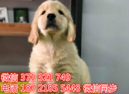 金毛宠物买卖 宠物市场 宠物狗狗图片宠物网燎