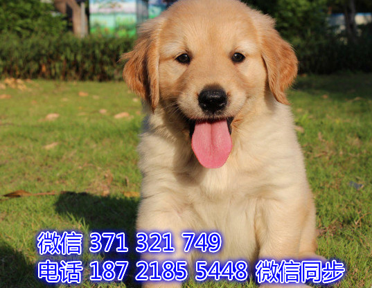 犬舍直销，哪里有宠物金毛，精品小型中型大型犬狗