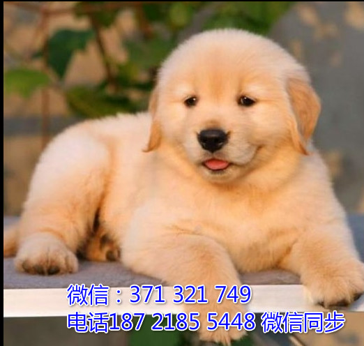 金毛出售 宠物狗狗  宠物市场 狗狗图片 买卖狗狗燃