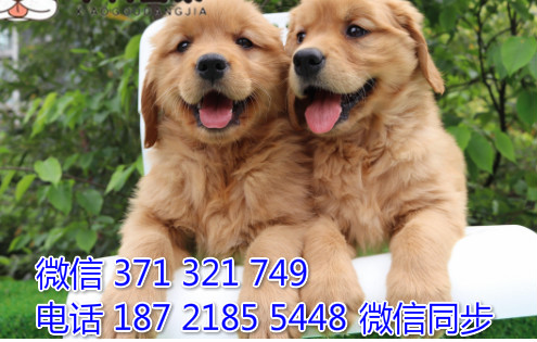 犬舍金毛纯种幼犬出售 犬舍直金毛 犬舍狗场宠物狗拼