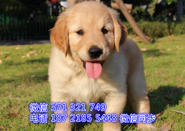 犬舍直销，哪里有宠物金毛，精品小型中型大型犬狗狗咐