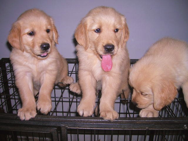 昭通买金毛 巧家县买金毛 云南狗场出售纯种金