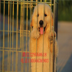  赤峰哪里有卖金毛犬的纯种网红款金毛幼犬忠