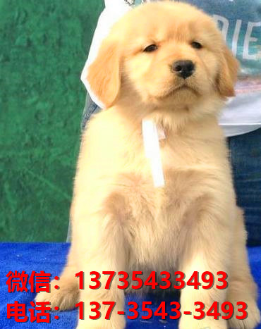 廊坊宠物狗犬舍出售纯种金毛犬幼犬卖狗买狗哪