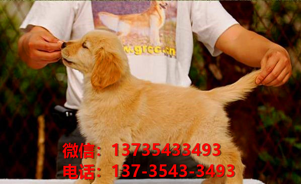 泰安宠物狗犬舍出售纯种金毛犬网上买狗卖狗的