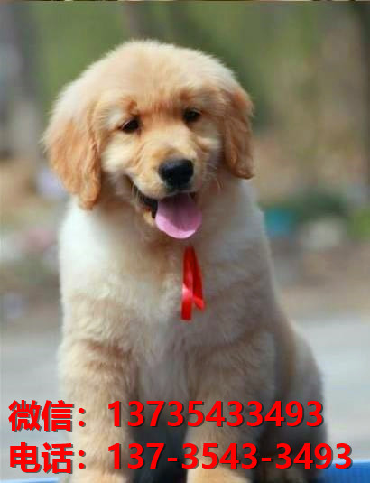 济南宠物狗狗犬舍出售纯种金毛幼犬领养买狗卖狗地方网站在哪有狗市场