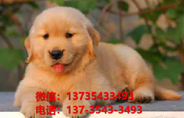 泰安宠物狗犬舍出售纯种金毛犬网上买狗卖狗的网站在哪有狗市场