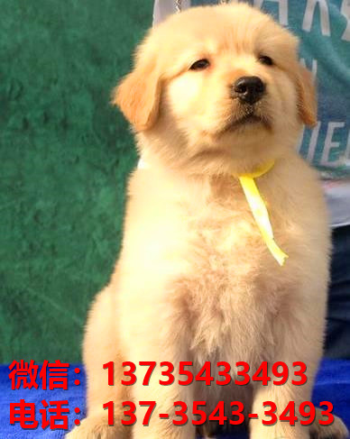 巢湖宠物狗狗犬舍出售纯种金毛幼犬卖狗地方在哪里有狗市场买狗