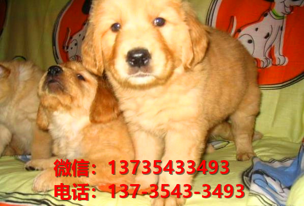 阳江宠物狗犬舍出售纯种金毛犬网上卖狗买狗地方在哪有狗市场