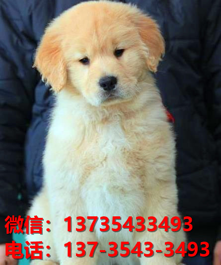 岳阳宠物狗犬舍出售纯种金毛犬网上卖狗买狗地